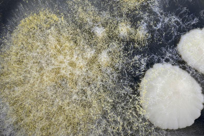 Free stock image of Yeast and Mold created by Geoffrey Whiteway