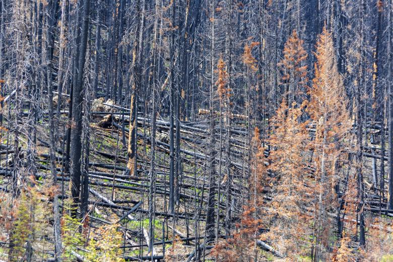 Free stock image of Forest fire damage created by Geoffrey Whiteway