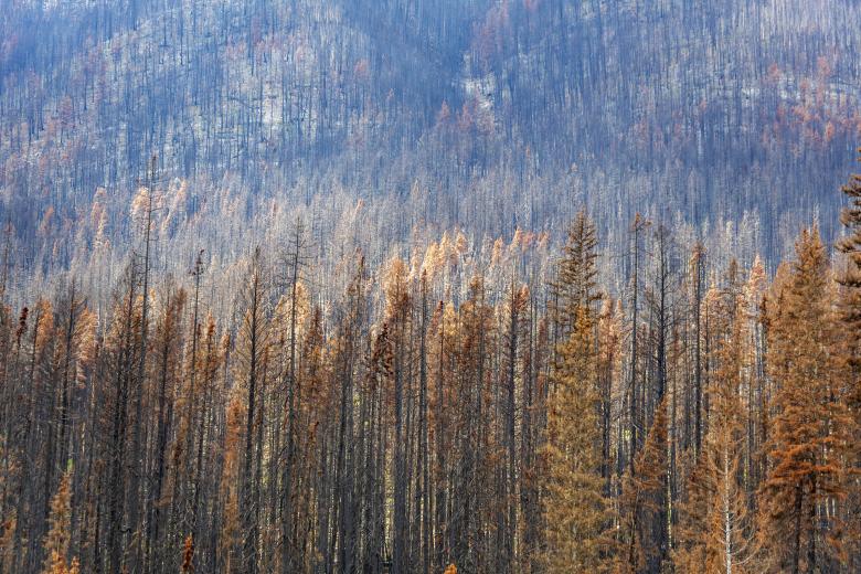 Free stock image of Damages by Forest Fire created by Geoffrey Whiteway