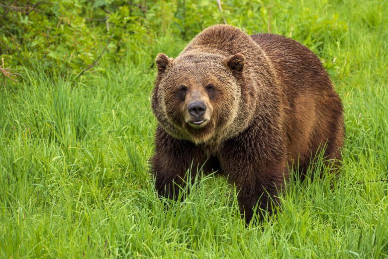 Free stock image of Grizzly Bear created by Geoffrey Whiteway