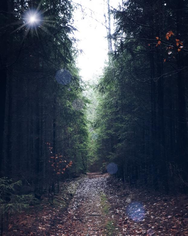 Free stock image of Path Between Large Trees created by Said Nouk