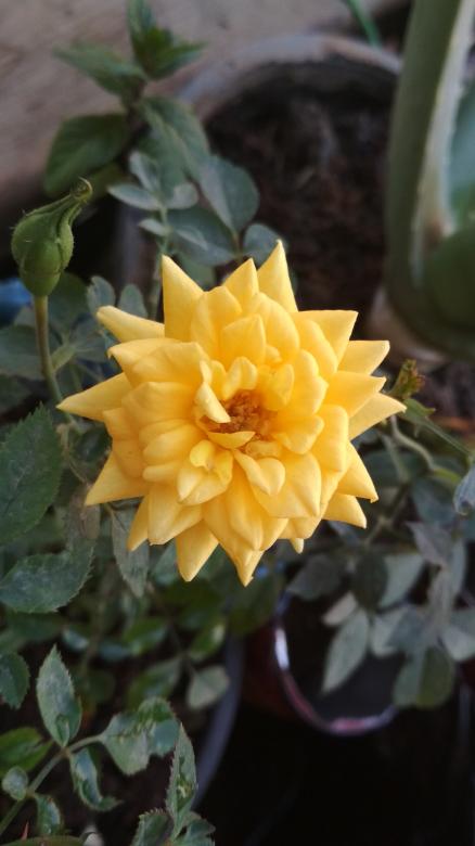 Free stock image of Amazing yellow flower created by BasSem