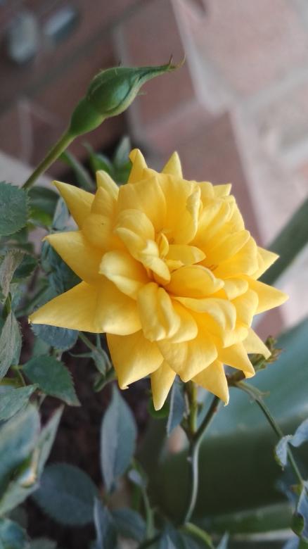Free stock image of Beauty yellow flower created by BasSem