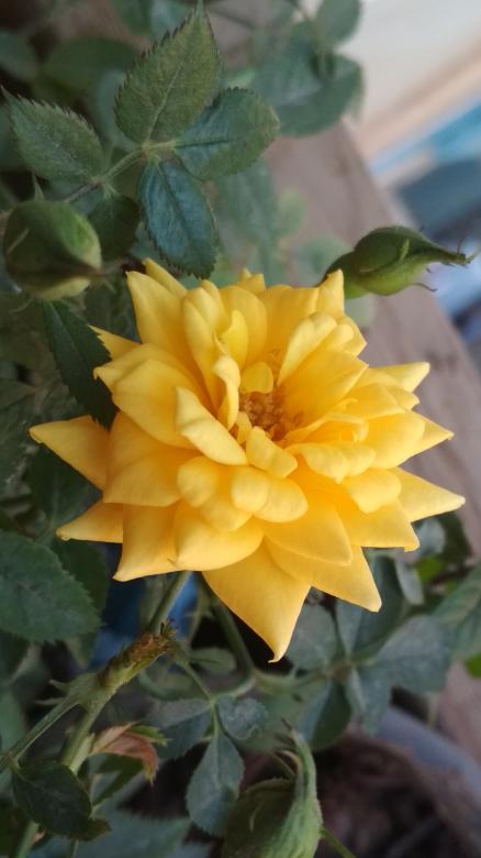 Free stock image of Beautiful yellow flower created by BasSem