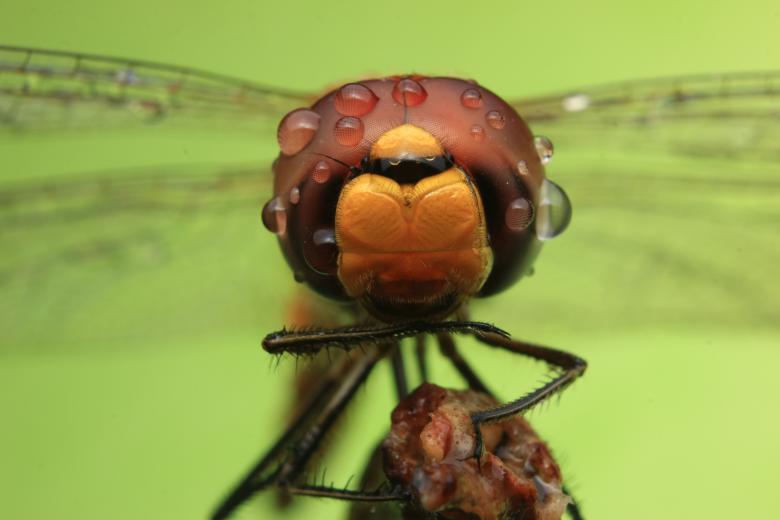 Free stock image of Dragonfly Macro created by Kharis Agustiar