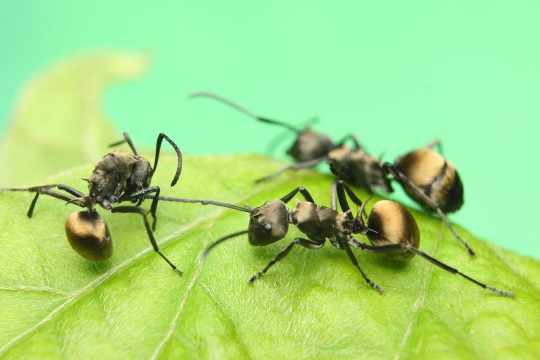 Free stock image of Black Ants on Leaf created by Kharis Agustiar