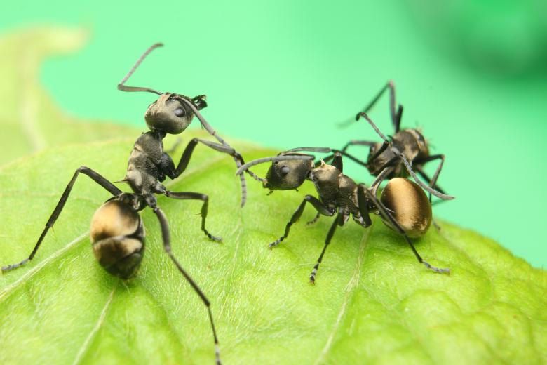 Free stock image of Black Ants Fighting created by Kharis Agustiar