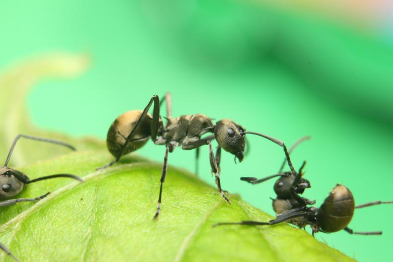 Free stock image of Black Ants Close-up created by Kharis Agustiar