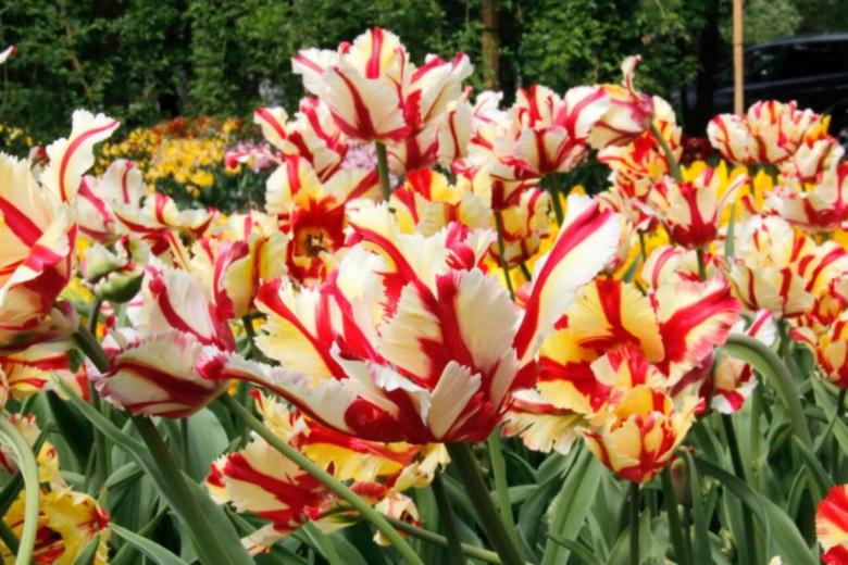 Free stock image of Tulip flowers created by Said Nouk
