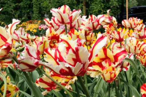 Tulip flowers - Free Stock Photo