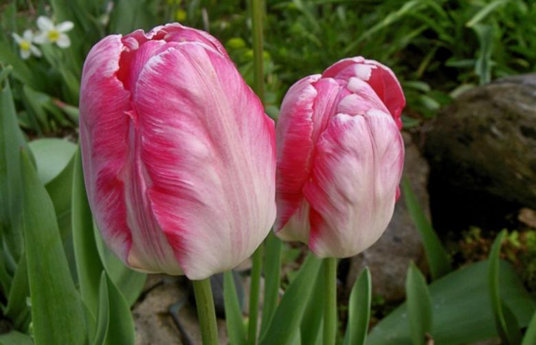Free stock image of Pink Tulip Flowers created by Said Nouk