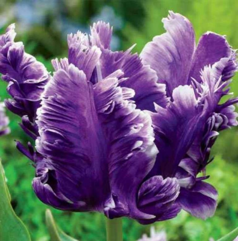Free stock image of Purple Tulip Flowers created by Said Nouk