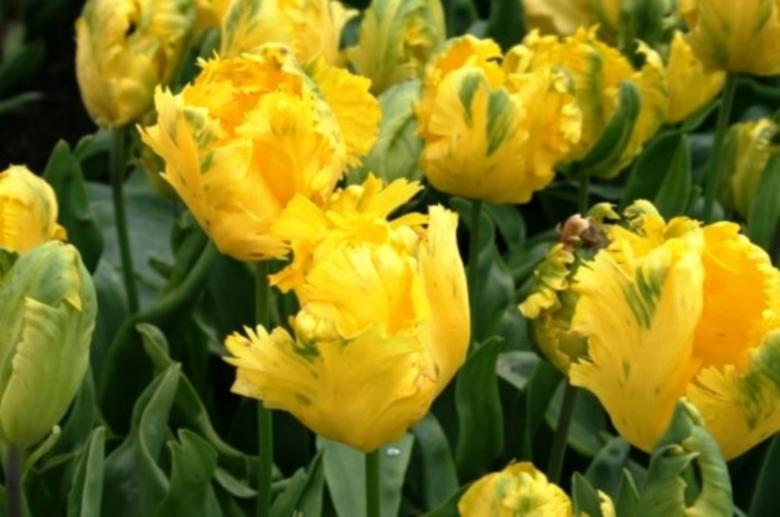 Free stock image of Yellow Tulip Flowers created by Said Nouk