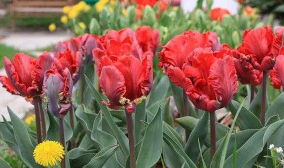 Red Tulips - Free Stock Photo