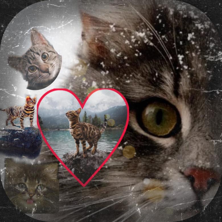 Free stock image of Cat Mural created by Said Nouk