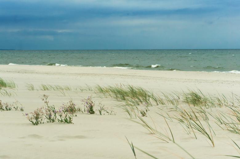 Free stock image of Purple flowers on the coast created by Nadezhda