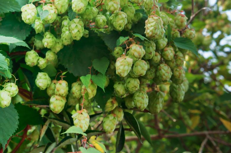 Free stock image of The plant Humulus lupulus created by Nadezhda
