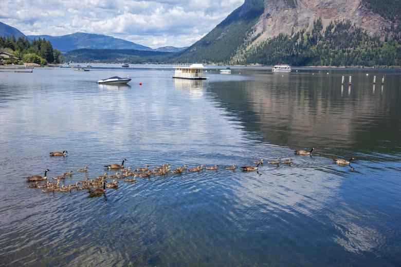 Free stock image of Canada Geese on a Lake created by Geoffrey Whiteway