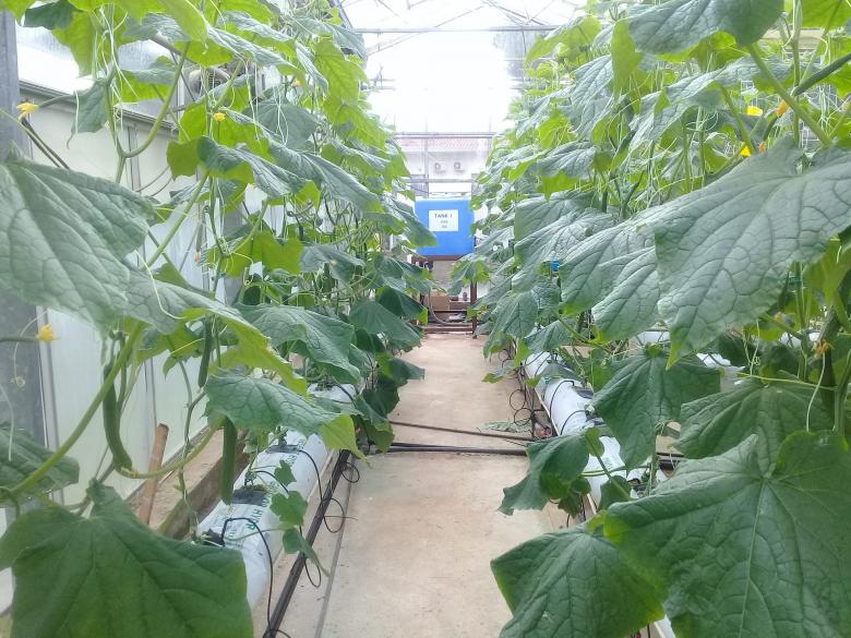 Free stock image of Hydroponics Garden created by Mohamed Mbarki