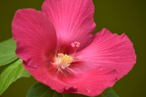 Pink China Rose - Free Stock Photo