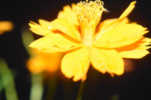 Yellow Sulphureus Cosmos - Free Stock Photo