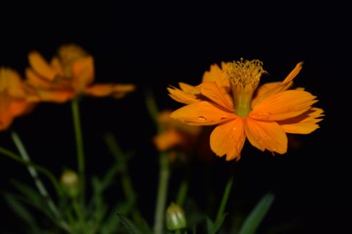 Orange Flowers on Black - Free Stock Photo