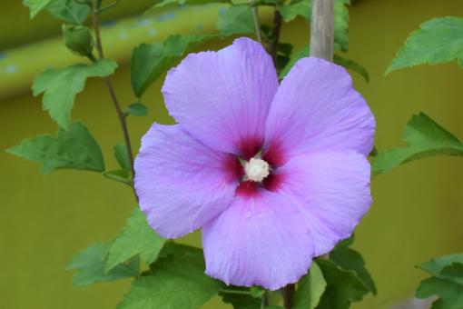 Free Stock Photo of Purple China Rose