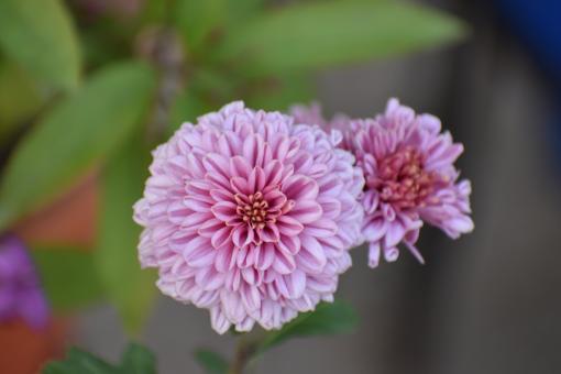 Beautiful Pink Flowers - Free Stock Photo