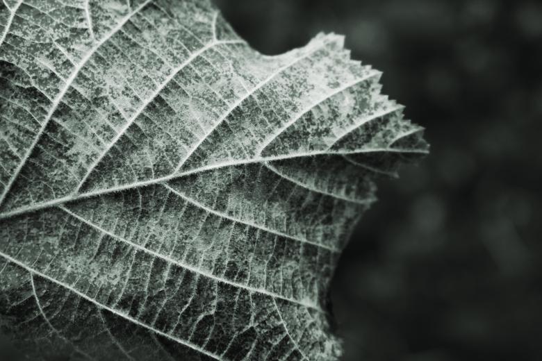 Free stock image of Wilted leaf created by Nika Akin
