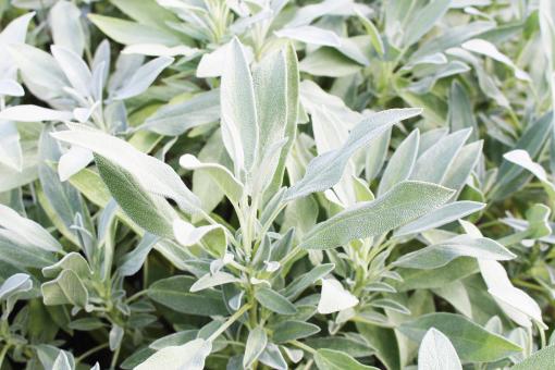 Salvia Background