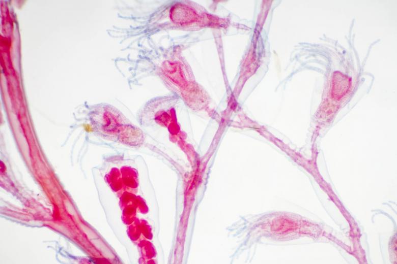 Free stock image of Marine Animal Microscope View created by Geoffrey Whiteway