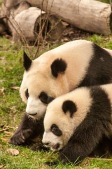 Two Pandas playing around - Free Stock Photo