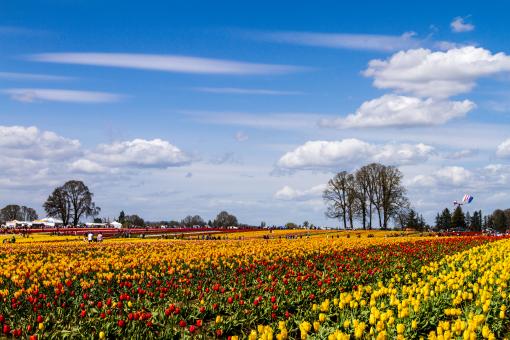 Sunny day at the tulip farm - Free Stock Photo