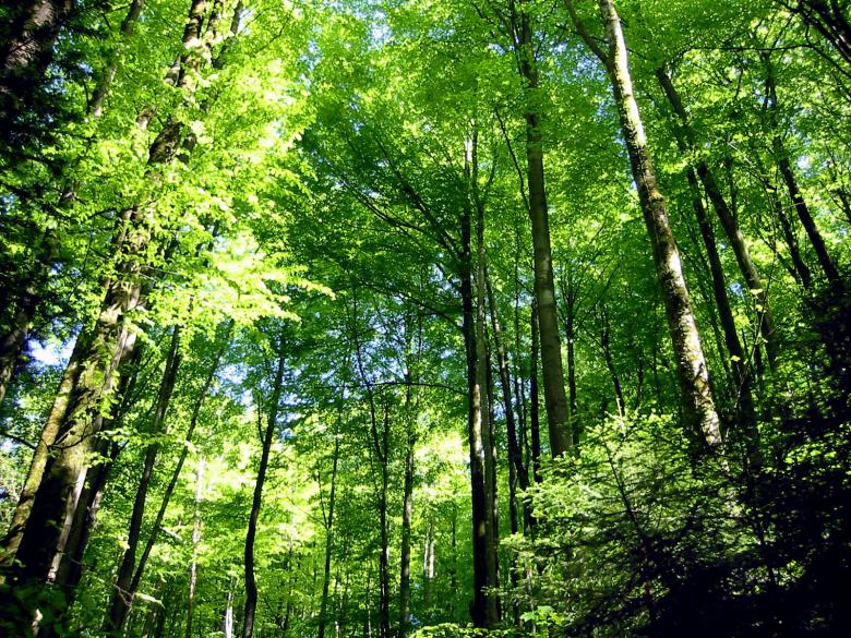 Free stock image of Green Forest created by nino nin