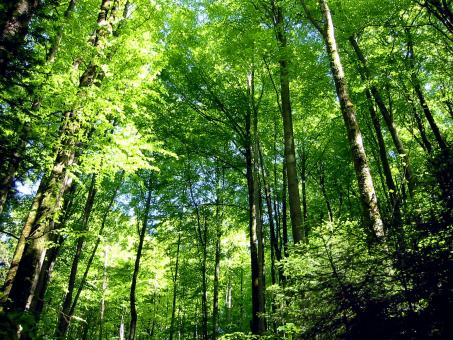 Green Forest