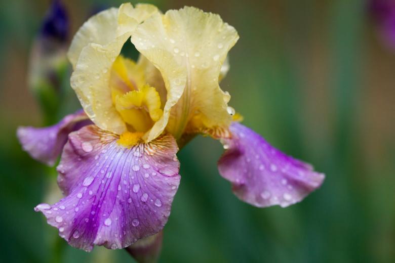 Free stock image of Iris Flower created by Kamala Saraswathi
