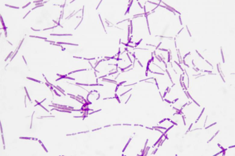 Free stock image of Gram Negative Rods  created by Geoffrey Whiteway