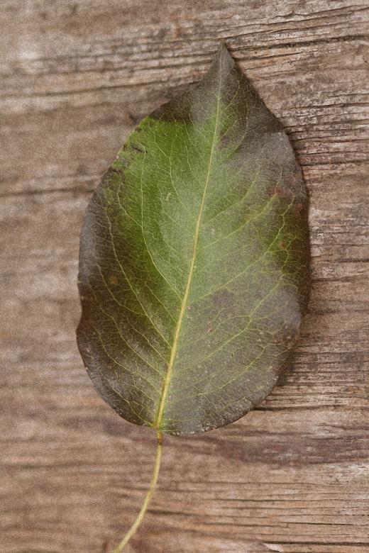 Free stock image of Lonely Leaf created by Kamala Saraswathi