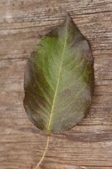 Lonely Leaf - Free Stock Photo