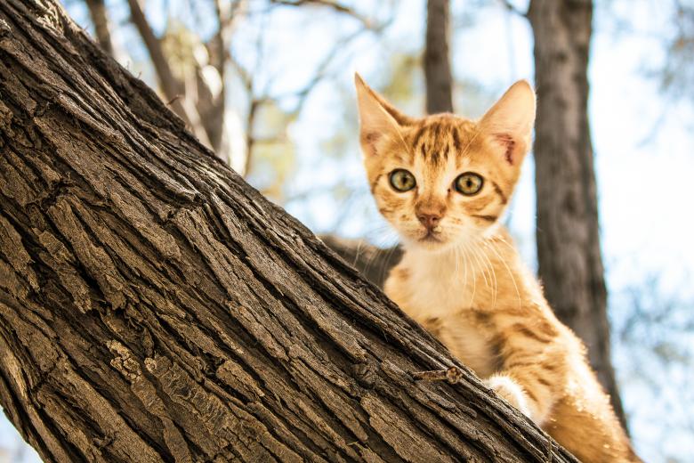 Free stock image of Curious Kitty created by Roxana Oancea