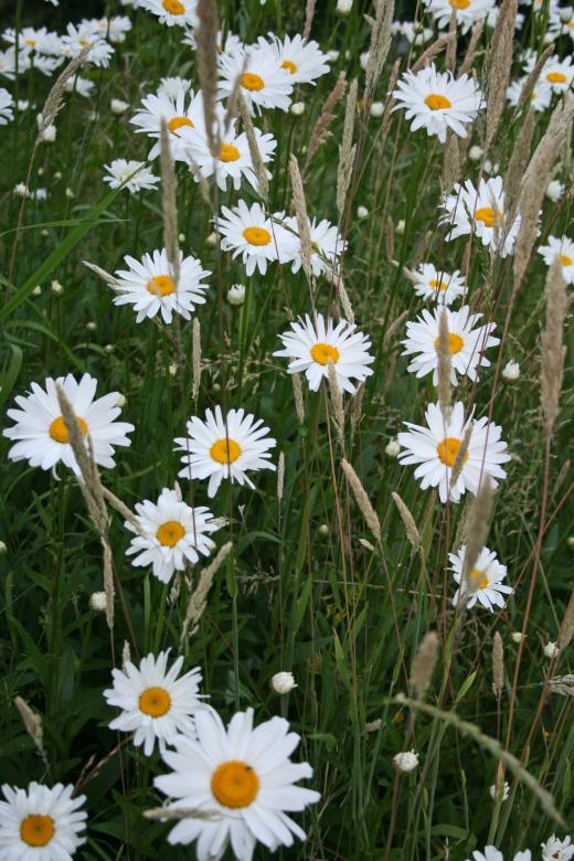 Free stock image of Summer Daisies created by Kamala Saraswathi