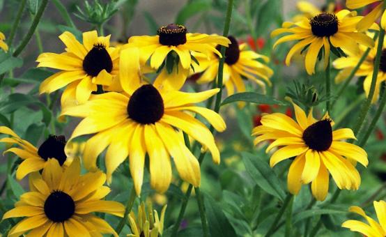 Summer Yellow Flowers - Free Stock Photo