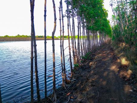Mangrove Road - Free Stock Photo