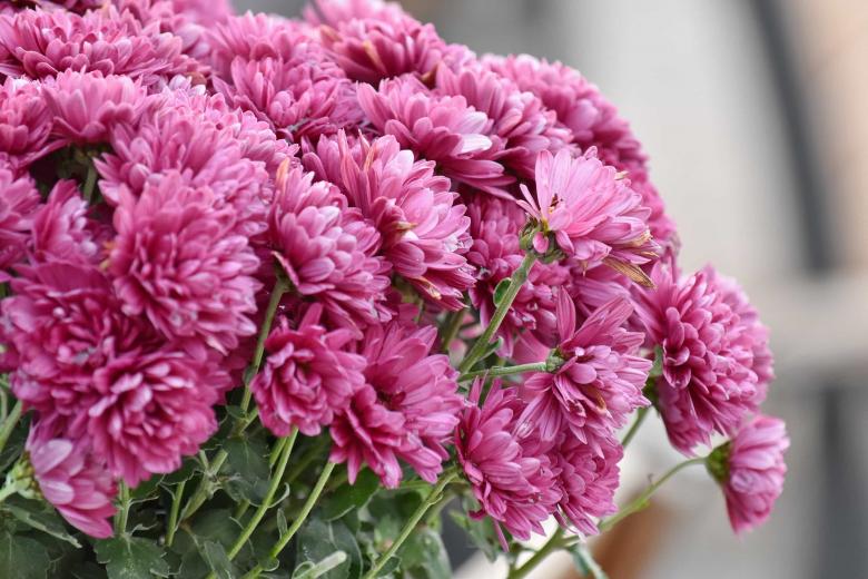 Free stock image of Pink Chrysanthemum created by adam