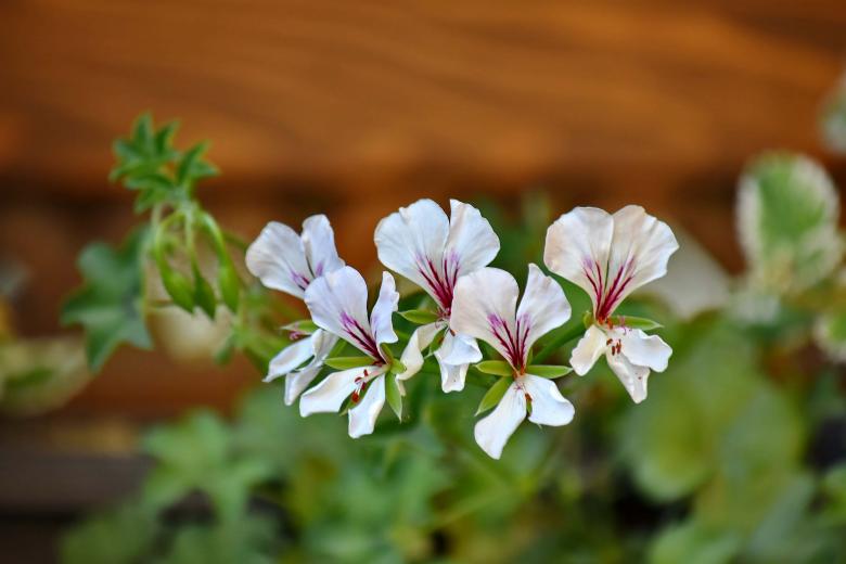 Free stock image of White Flowers in Bloom created by adam