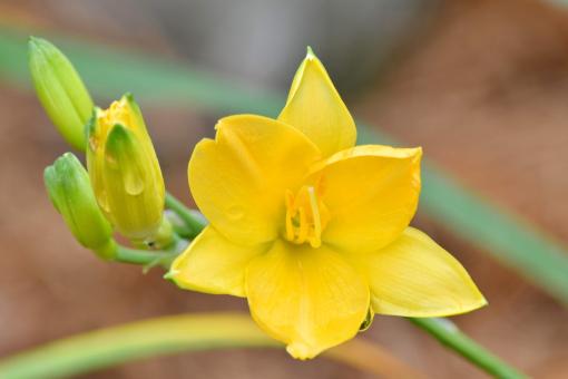 Yellow Narcissus