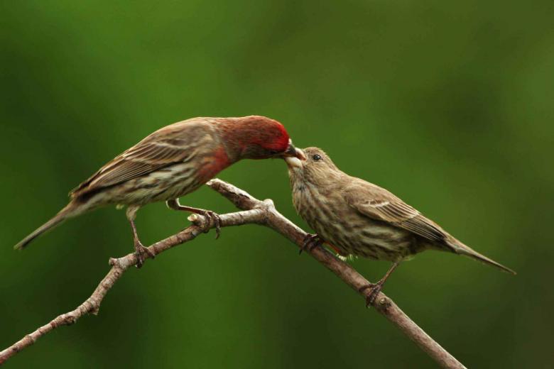 Free stock image of Finch Bird Feeding it's Chick created by adam