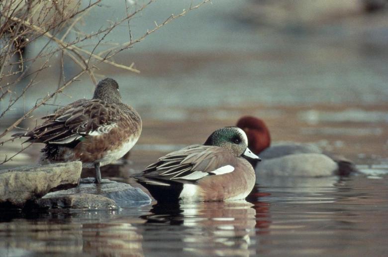 Free stock image of American Wigeon Ducks created by adam