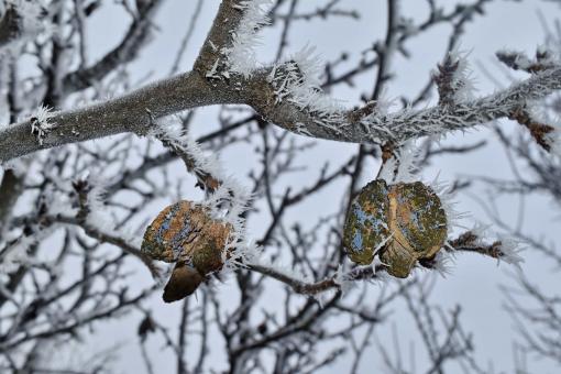 Cold Winter