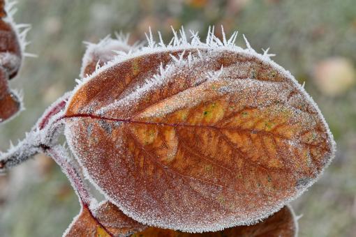 Ice Crystals on Leaves